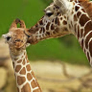 Meet your Posher, Sydney